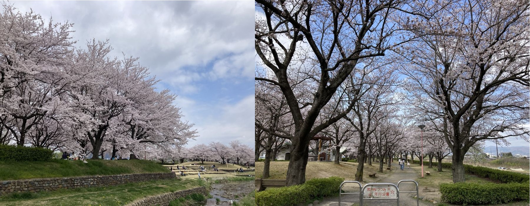 桜づつみ公園の桜